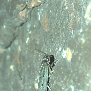 Oecophoridae (family) at Aranda, ACT - 18 Nov 2019