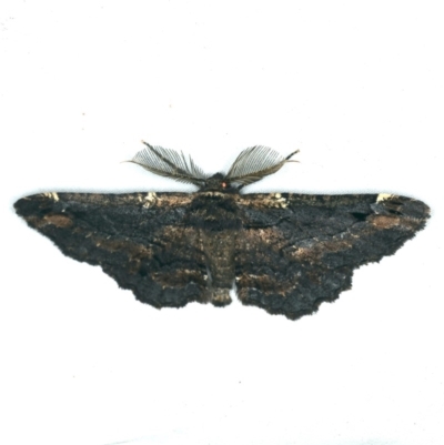 Pholodes sinistraria (Sinister or Frilled Bark Moth) at Rosedale, NSW - 15 Nov 2019 by jbromilow50