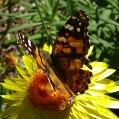 Vanessa kershawi (Australian Painted Lady) at ANBG - 17 Nov 2019 by JanetRussell