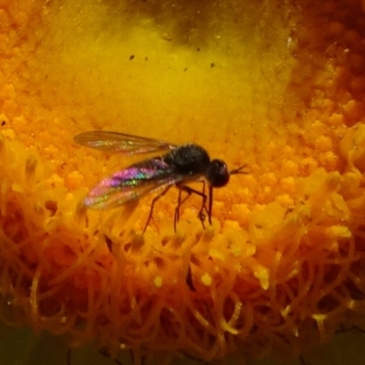 Geron sp. (genus) (Slender Bee Fly) at ANBG - 17 Nov 2019 by JanetRussell