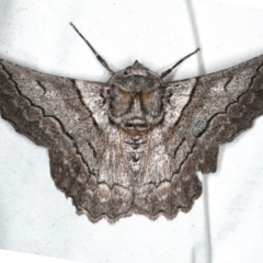 Hypobapta tachyhalotaria (Varied Grey) at Rosedale, NSW - 15 Nov 2019 by jb2602