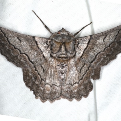 Hypobapta tachyhalotaria (Varied Grey) at Rosedale, NSW - 15 Nov 2019 by jb2602