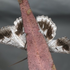 Hypobapta tachyhalotaria at Rosedale, NSW - 15 Nov 2019