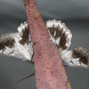 Hypobapta tachyhalotaria at Rosedale, NSW - 15 Nov 2019 09:03 PM