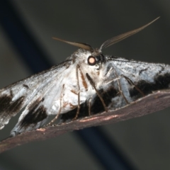 Hypobapta tachyhalotaria at Rosedale, NSW - 15 Nov 2019 09:03 PM