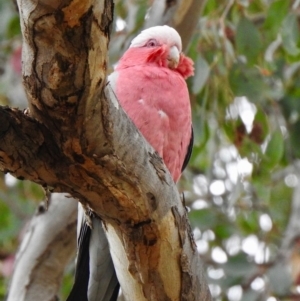 Eolophus roseicapilla at Aranda, ACT - 12 Nov 2019