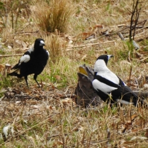 Podargus strigoides at Black Range, NSW - 17 Nov 2019 07:50 AM