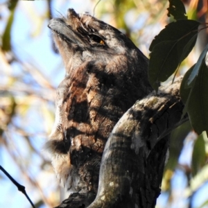 Podargus strigoides at Black Range, NSW - 17 Nov 2019 07:50 AM