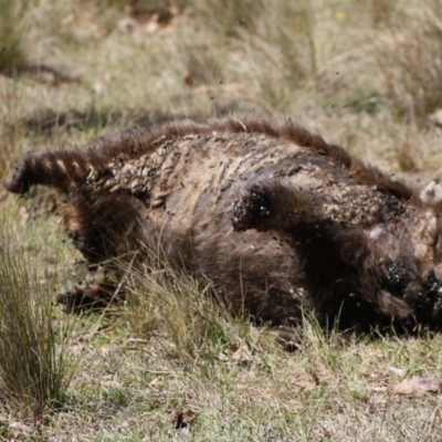 Vombatus ursinus (Common wombat, Bare-nosed Wombat) at QPRC LGA - 18 Nov 2019 by LisaH