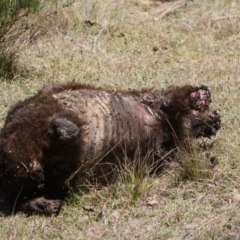 Vombatus ursinus at Mongarlowe, NSW - 18 Nov 2019