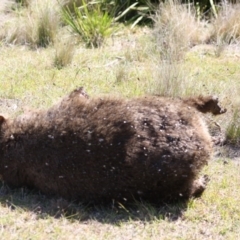 Vombatus ursinus at Mongarlowe, NSW - 18 Nov 2019