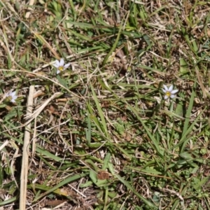 Romulea minutiflora at Mongarlowe, NSW - 18 Nov 2019