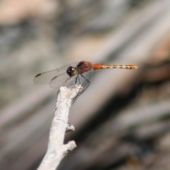 Diplacodes melanopsis (Black-faced Percher) at Mongarlowe River - 18 Nov 2019 by LisaH