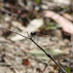 Diplacodes melanopsis at Mongarlowe, NSW - 18 Nov 2019