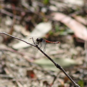 Diplacodes melanopsis at Mongarlowe, NSW - 18 Nov 2019 03:24 PM