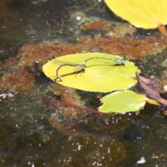 Austroagrion watsoni (Eastern Billabongfly) at Mongarlowe River - 18 Nov 2019 by LisaH