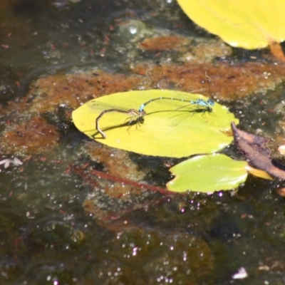 Austroagrion watsoni (Eastern Billabongfly) at QPRC LGA - 18 Nov 2019 by LisaH