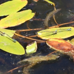 Austroagrion watsoni at Mongarlowe, NSW - 18 Nov 2019