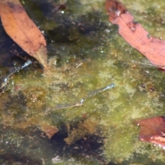 Austroagrion watsoni at Mongarlowe, NSW - 18 Nov 2019