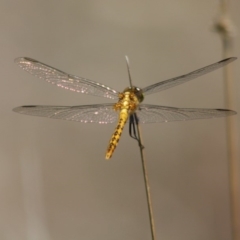 Diplacodes melanopsis (Black-faced Percher) at Mongarlowe, NSW - 18 Nov 2019 by LisaH