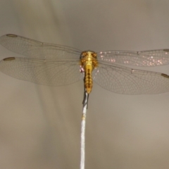 Diplacodes melanopsis at Mongarlowe, NSW - 18 Nov 2019 03:13 PM