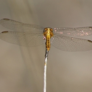 Diplacodes melanopsis at Mongarlowe, NSW - 18 Nov 2019 03:13 PM