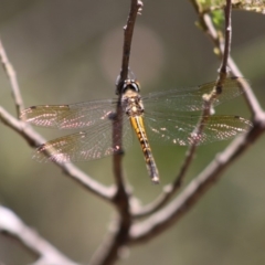 Hemicordulia australiae (Australian Emerald) at Mongarlowe River - 18 Nov 2019 by LisaH