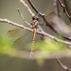 Hemicordulia australiae at Mongarlowe, NSW - 18 Nov 2019