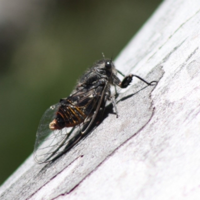 Pauropsalta mneme (Alarm Clock Squawker) at Mongarlowe, NSW - 18 Nov 2019 by LisaH