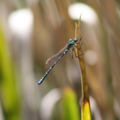 Austrolestes cingulatus (Metallic Ringtail) at Mongarlowe, NSW - 18 Nov 2019 by LisaH