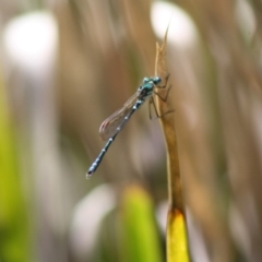 Austrolestes cingulatus at Mongarlowe, NSW - 18 Nov 2019