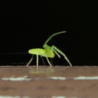 Cetratus rubropunctatus (Long green crab spider) at ANBG - 13 Nov 2019 by TimL