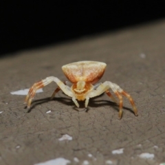 Thomisus sp. (genus) (A crab spider) at ANBG - 13 Nov 2019 by TimL