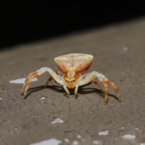 Thomisus sp. (genus) at Acton, ACT - 13 Nov 2019 01:27 PM