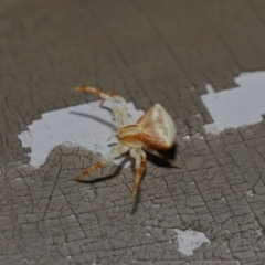 Thomisus sp. (genus) at Acton, ACT - 13 Nov 2019 01:27 PM