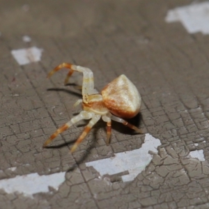 Thomisus sp. (genus) at Acton, ACT - 13 Nov 2019 01:27 PM