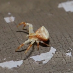 Thomisus sp. (genus) at Acton, ACT - 13 Nov 2019