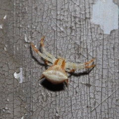 Thomisus sp. (genus) at Acton, ACT - 13 Nov 2019 01:27 PM