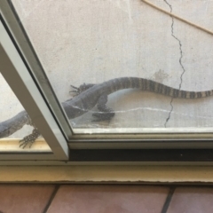 Varanus rosenbergi (Heath or Rosenberg's Monitor) at Michelago, NSW - 16 Nov 2019 by Illilanga