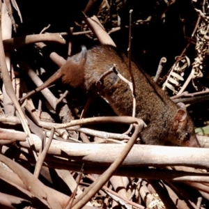 Antechinus mimetes mimetes at Paddys River, ACT - 17 Nov 2019 12:30 PM