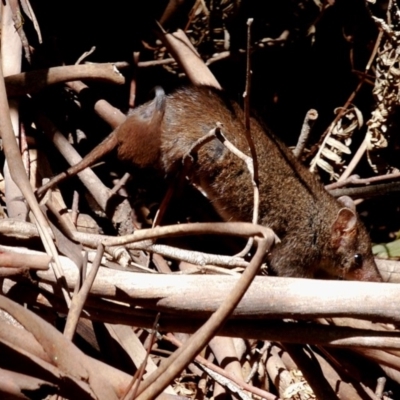 Antechinus mimetes mimetes (Dusky Antechinus) at Paddys River, ACT - 17 Nov 2019 by DPRees125