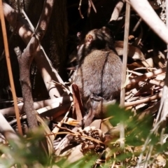 Antechinus mimetes mimetes at Paddys River, ACT - 17 Nov 2019 12:30 PM