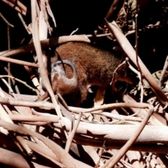 Antechinus mimetes mimetes at Paddys River, ACT - 17 Nov 2019 12:30 PM