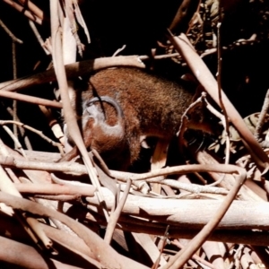 Antechinus mimetes mimetes at Paddys River, ACT - 17 Nov 2019 12:30 PM