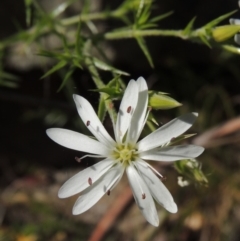 Stellaria pungens (Prickly Starwort) at Tennent, ACT - 11 Nov 2019 by michaelb