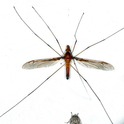 Leptotarsus (Macromastix) costalis (Common Brown Crane Fly) at Rosedale, NSW - 15 Nov 2019 by jb2602
