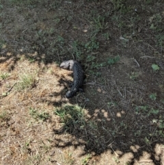 Tiliqua rugosa (Shingleback Lizard) at Bungendore, NSW - 19 Nov 2019 by Kat.m