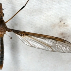 Leptotarsus (Leptotarsus) sp.(genus) (A Crane Fly) at Rosedale, NSW - 15 Nov 2019 by jb2602