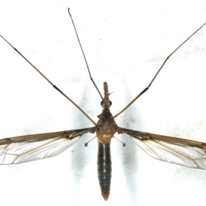 Leptotarsus (Leptotarsus) sp.(genus) at Rosedale, NSW - 15 Nov 2019