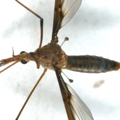 Leptotarsus (Leptotarsus) sp.(genus) at Rosedale, NSW - 15 Nov 2019 10:05 PM